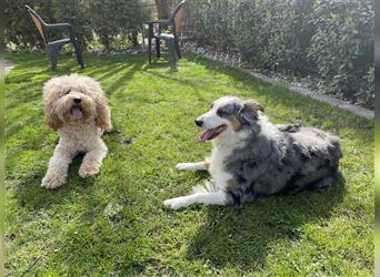 Aussiedoodle F1 in gute Hände zu vermitteln