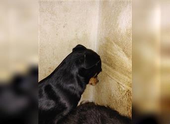 Skyler junger Mischling Rüde Junghund sucht Zuhause für immer oder Pflegestelle