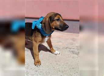 Sam Welpe junger Mischling Rüde Junghund sucht Zuhause für immer oder Pflegestelle