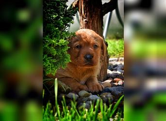 Labrador Welpen in Foxred und Schwarz mit Ahnentafel