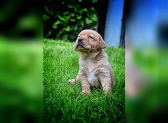 Labrador Welpen in Foxred und Schwarz mit Ahnentafel