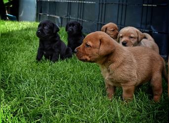 Labrador Welpen in Foxred und Schwarz mit Ahnentafel