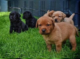 Labrador Welpen in Foxred und Schwarz mit Ahnentafel