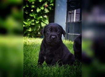 Labrador Welpen in Foxred und Schwarz mit Ahnentafel