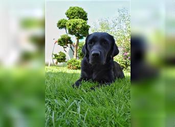 Labrador Welpen in Foxred und Schwarz mit Ahnentafel