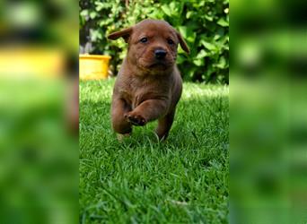 Labrador Welpen in Foxred und Schwarz mit Ahnentafel