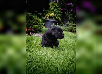 Wunderschöne Labrador Welpen in Foxred und schwarz