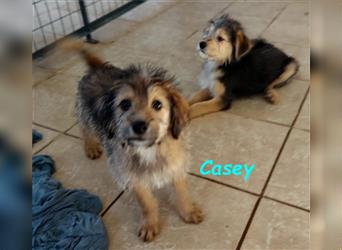 Casey 03/2024 (GRC) - verschmuster, süßer Wuschel-Zwerg sucht Familie!