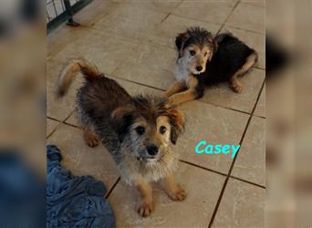 Casey 03/2024 (GRC) - verschmuster, süßer Wuschel-Zwerg sucht Familie!