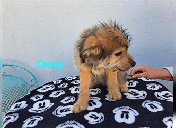 Casey 03/2024 (GRC) - verschmuster, süßer Wuschel-Zwerg sucht Familie!