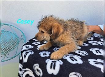 Casey 03/2024 (GRC) - verschmuster, süßer Wuschel-Zwerg sucht Familie!