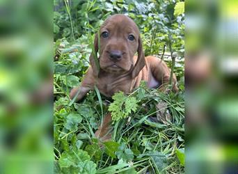 Magyar Vizsla Spaniel mix Welpe