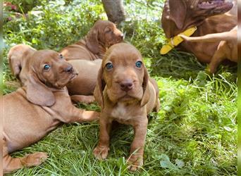 Magyar Vizsla Spaniel mix Welpe