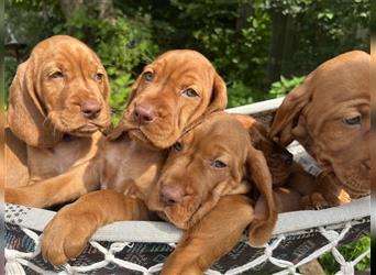 Magyar Vizsla Spaniel mix Welpe