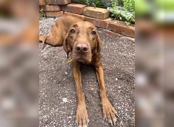 Magyar Vizsla Spaniel mix Welpe