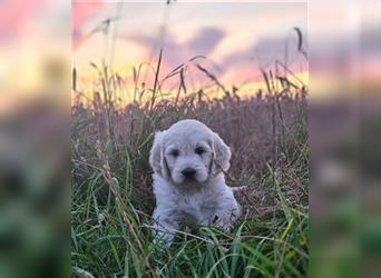 Hier kommen unsere Wölkchen - Golden Doodle ( ähnlich Labradoodle) F1 Standard