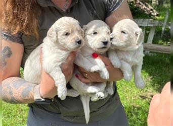 Hier kommen unsere Wölkchen - Golden Doodle ( ähnlich Labradoodle) F1 Standard