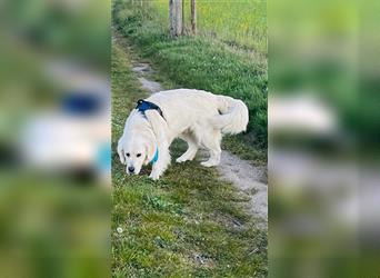 Hier kommen unsere Wölkchen - Golden Doodle ( ähnlich Labradoodle) F1 Standard