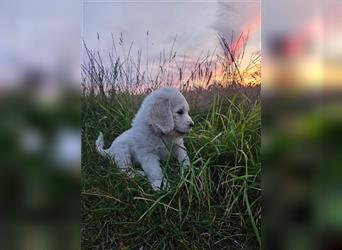 Hier kommen unsere Wölkchen - Golden Doodle ( ähnlich Labradoodle) F1 Standard