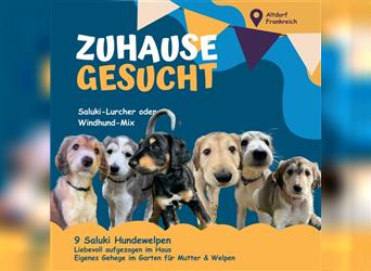 Saluki-Lurcher Welpen suchen Ihr Zuhause