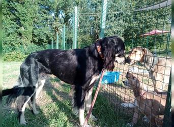 Saluki-Lurcher Welpen suchen Ihr Zuhause