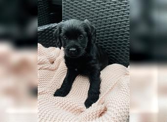 Labradoodle F1 Medium