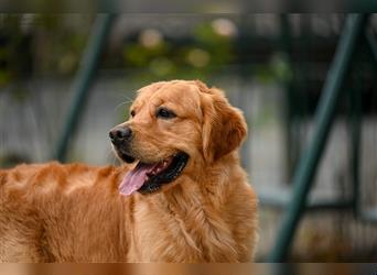 Golden retriever welpen mit Ahnentafel