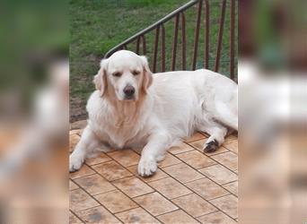 Golden retriever welpen mit Ahnentafel 