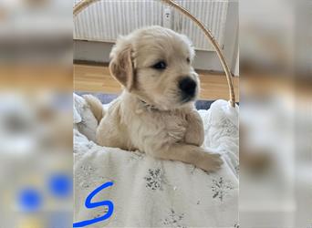 Golden retriever welpen mit Ahnentafel