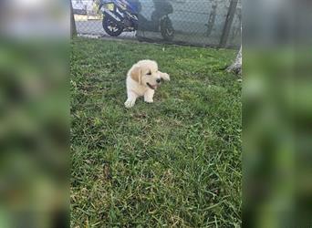 Golden retriever welpen mit Ahnentafel