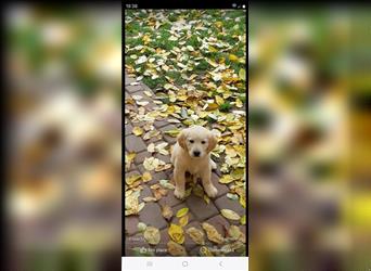 Golden retriever welpen mit Ahnentafel