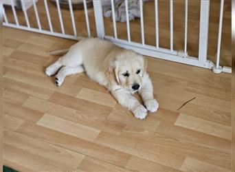 Golden retriever welpen mit Ahnentafel