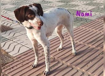 Nami 06/2023 (in Deutschland) - rundum bezaubernde Bretonischer Spaniel Mix Hündin!