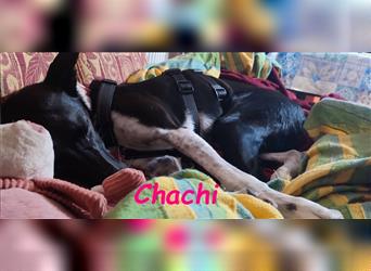 Chachi 11/2020 (in Deutschland) - neugierige und liebenswerte Podenco-Bodeguero Mix Hündin!
