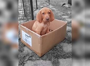 Magyar Vizsla / Weimaraner Mix ab Mitte August abzugeben