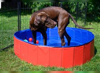 Magyar Vizsla / Weimaraner Mix ab Mitte August abzugeben