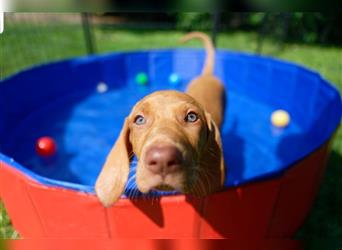 Magyar Vizsla / Weimaraner Mix ab Mitte August abzugeben