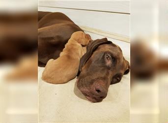 Magyar Vizsla / Weimaraner Mix ab Mitte August abzugeben