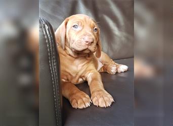 Magyar Vizsla / Weimaraner Mix ab Mitte August abzugeben