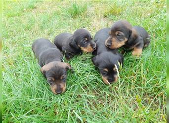 Dackelwelpen, Dackel, reinrassig, mit Papiere