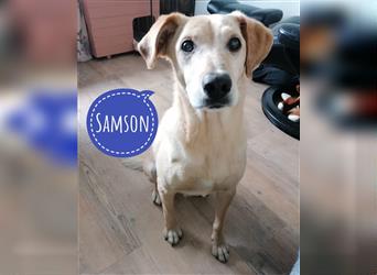 Samson - blind - sucht ein neues Zuhause