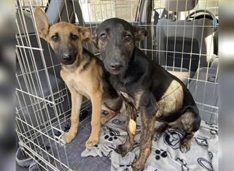 Kuglof, süßes Hundemädchen möchte noch viel erleben