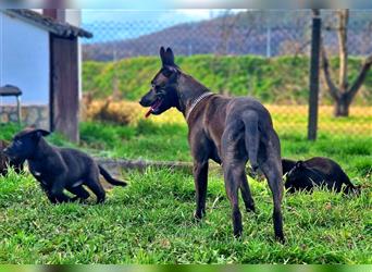 Bildschöne Malinoispuppy's in Sonderfarbe!