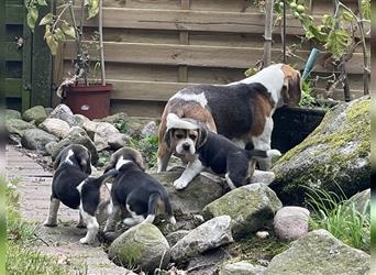 Beaglewelpen suchen ein liebevolles Zuhause 