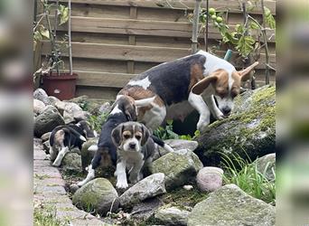 Beaglewelpen suchen ein liebevolles Zuhause 