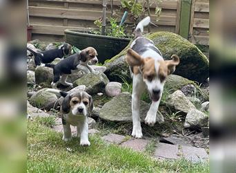 Beaglewelpen suchen ein liebevolles Zuhause 