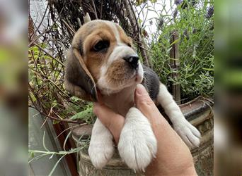 Beaglewelpen suchen ein liebevolles Zuhause 