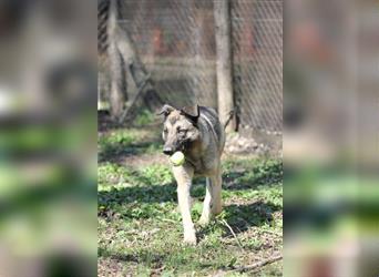 Nayelli - Schöne Schäferhund-Mix Hündin, abgemagert und verwahrlost am Waldrand gefunden