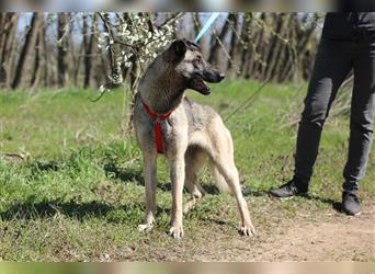 Nayelli - Schöne Schäferhund-Mix Hündin, abgemagert und verwahrlost am Waldrand gefunden