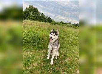 Bady, Siberian Husky